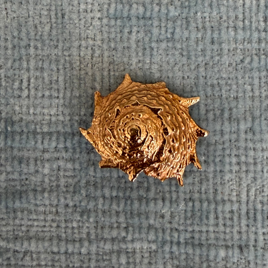 14k Star Turban Shell Charm